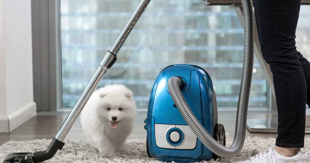 The Best Vacuums You Can Buy