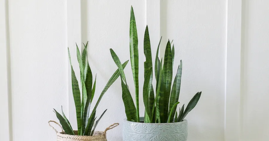 How To Create a Cozy Home on a Budget