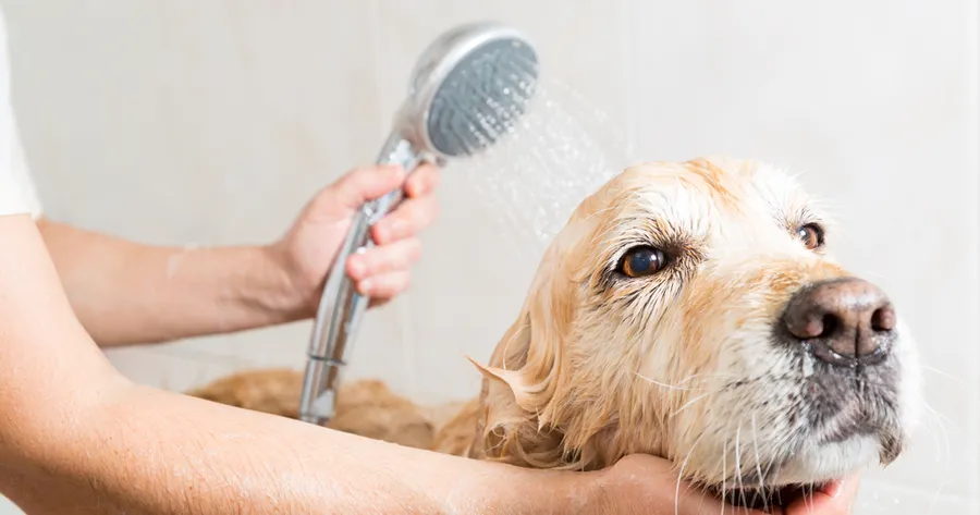 Master At-Home Pet Grooming: Stress-Free, Affordable, Convenient