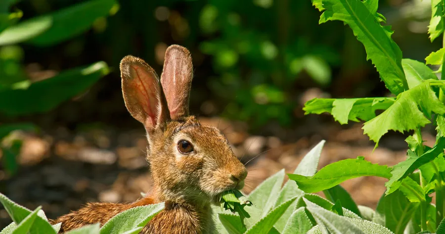 How To Keep Pests Out of Your Garden