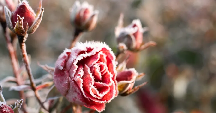 8 Jobs to Put Your Garden to Bed For the Winter