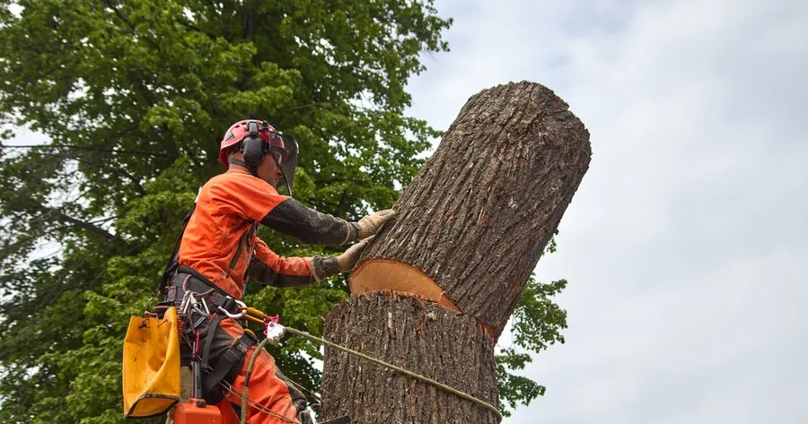 How To Find Affordable Tree Removal Services in Your Area