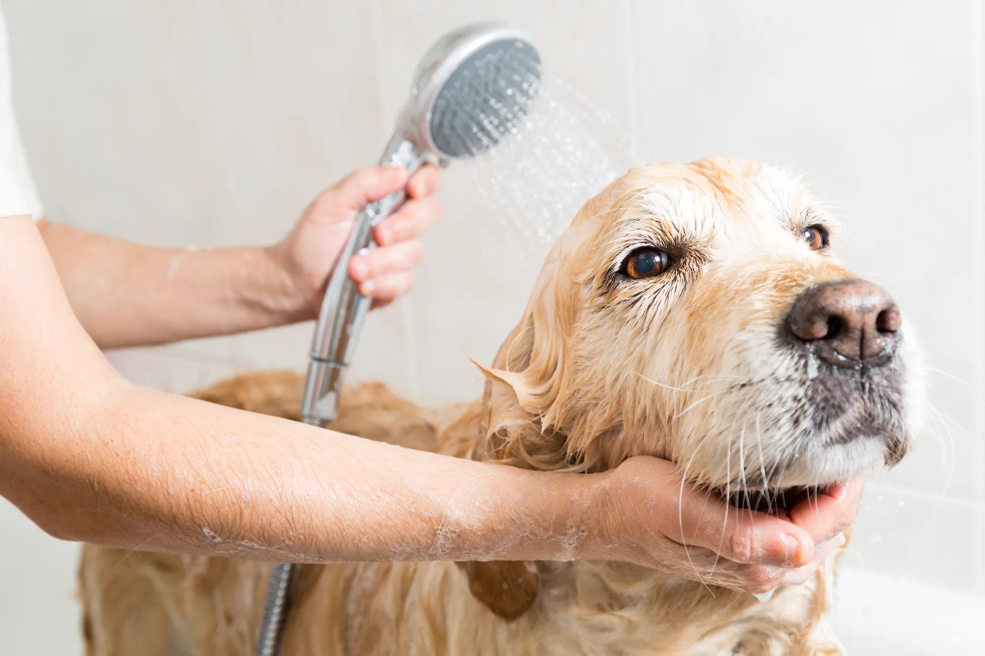 A Guide to Pet Grooming: Tips and Tricks Every Owner Should Know