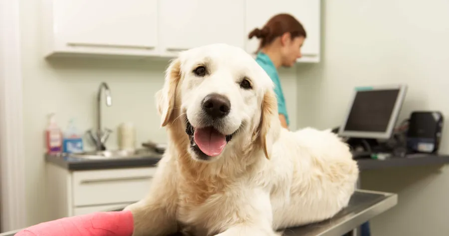 How to Choose the Right Pet Insurance