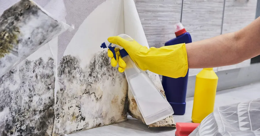 Is There Mold in Your Home? Here’s How to Tell