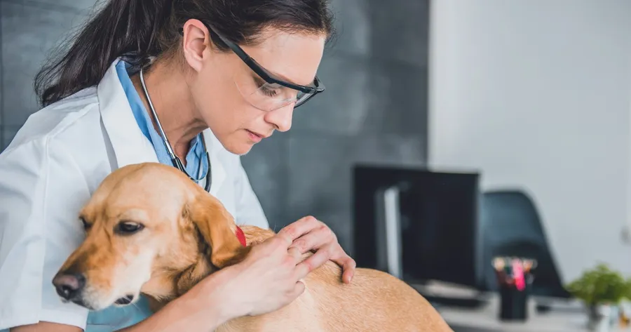 5 Signs Your Pet Has Fleas and How to Get Rid of Them