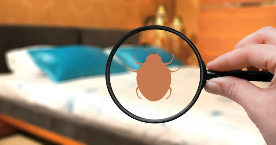 Ask This When Dealing With Bed Bugs