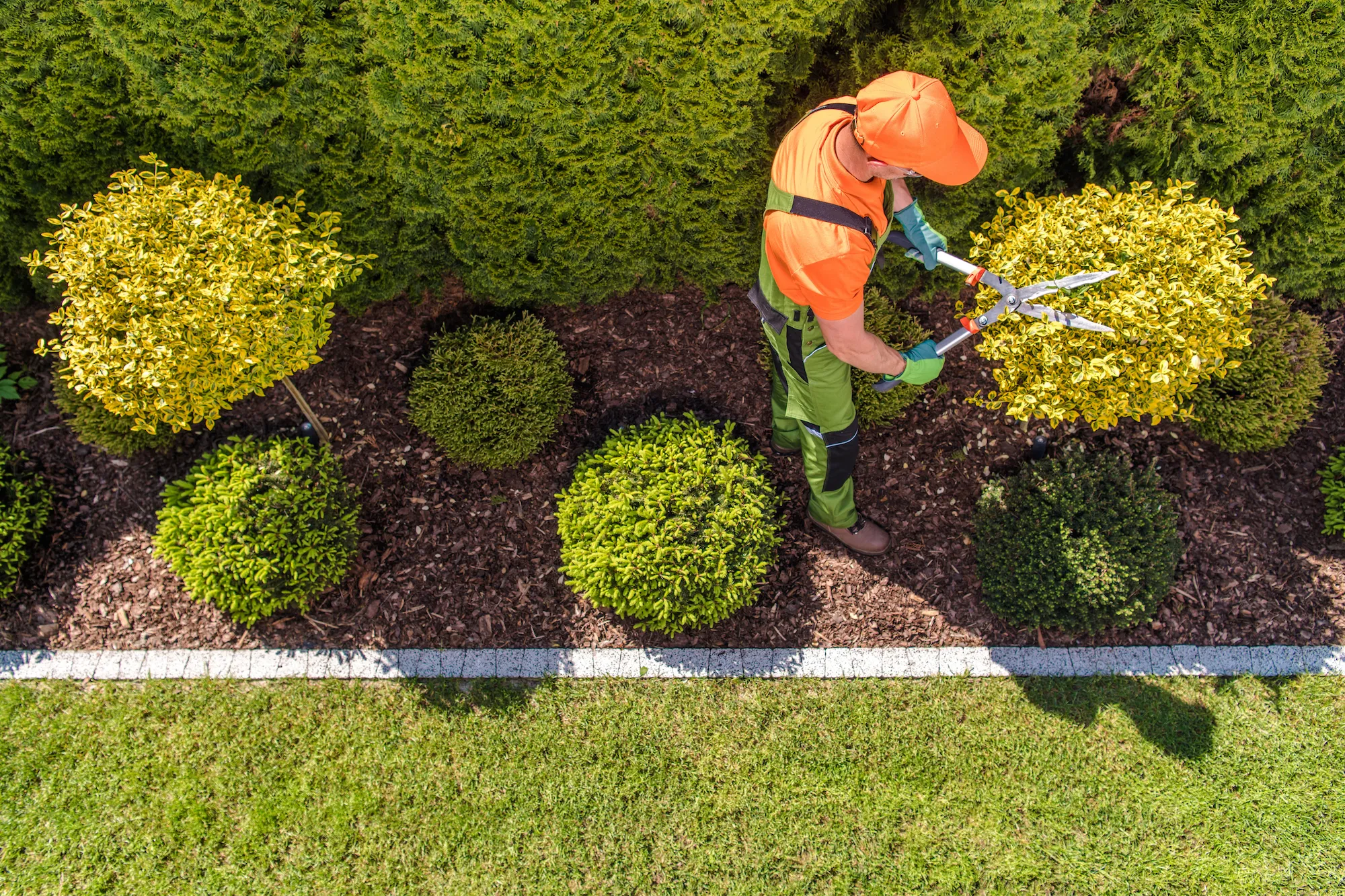 Tree Trimming Services Near Me