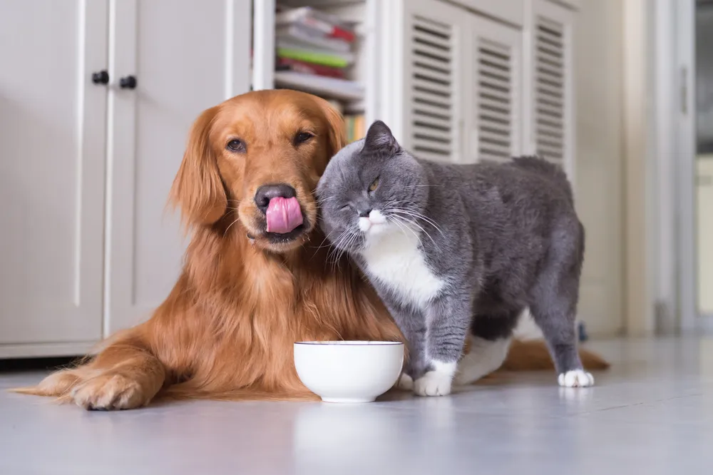 Pet Food 101: Choosing the Right Nutrition for Your Furry Friend