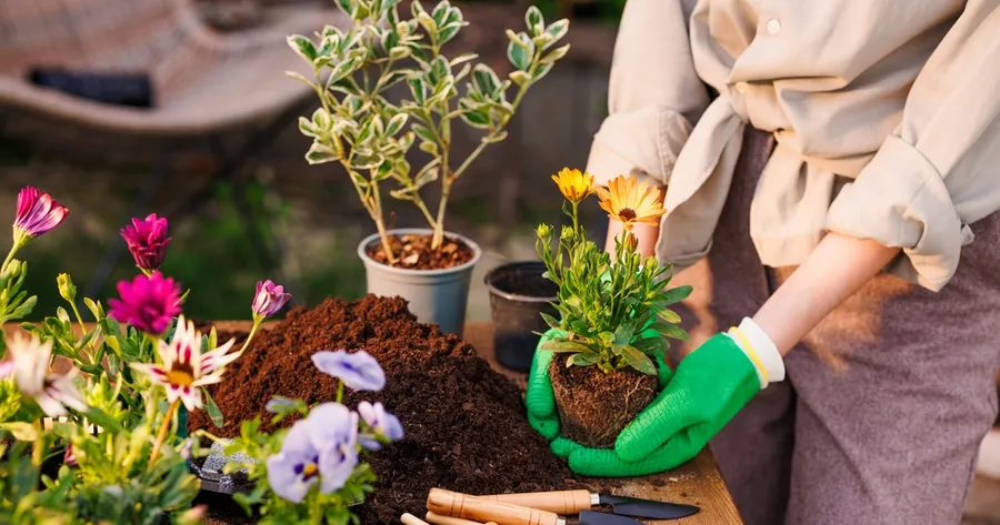 Perennial vs. Annual Plants: Making the Right Choice