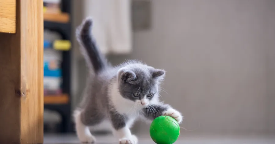 Cat Enrichment: Fun Ways to Keep Your Feline Friend Mentally Stimulated