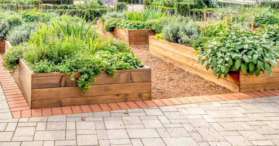 Elevate Your Gardening Game With Companion Planting