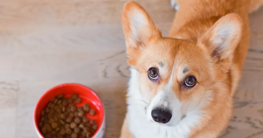 The Truth About High-Protein Diets for Dogs and Cats