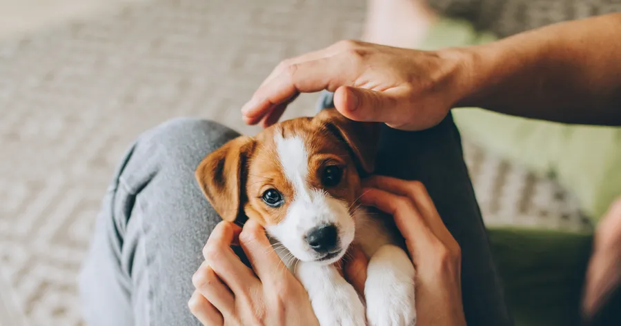 The Best Dog Breeds for Apartment Living: Low-Maintenance and Happy Indoors