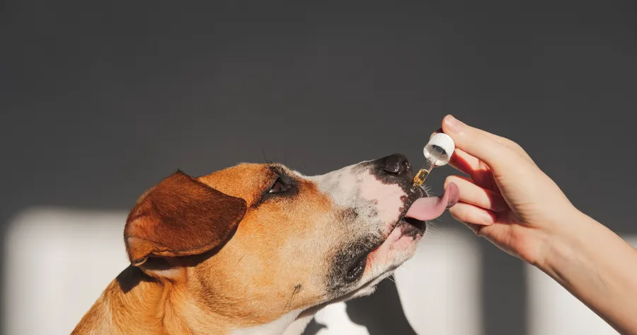 Probiotics for Pets: Do They Really Improve Digestion?