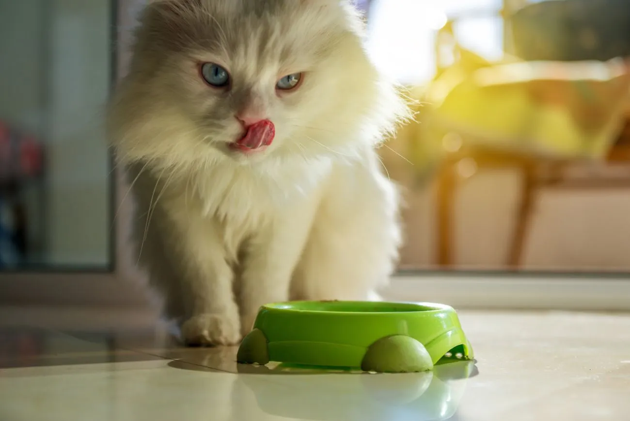 Find Out Which Food Is Best for Your Cat