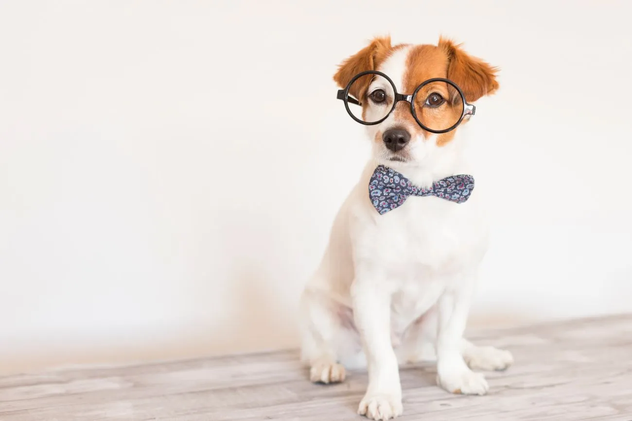 The 5 Smartest Dog Breeds