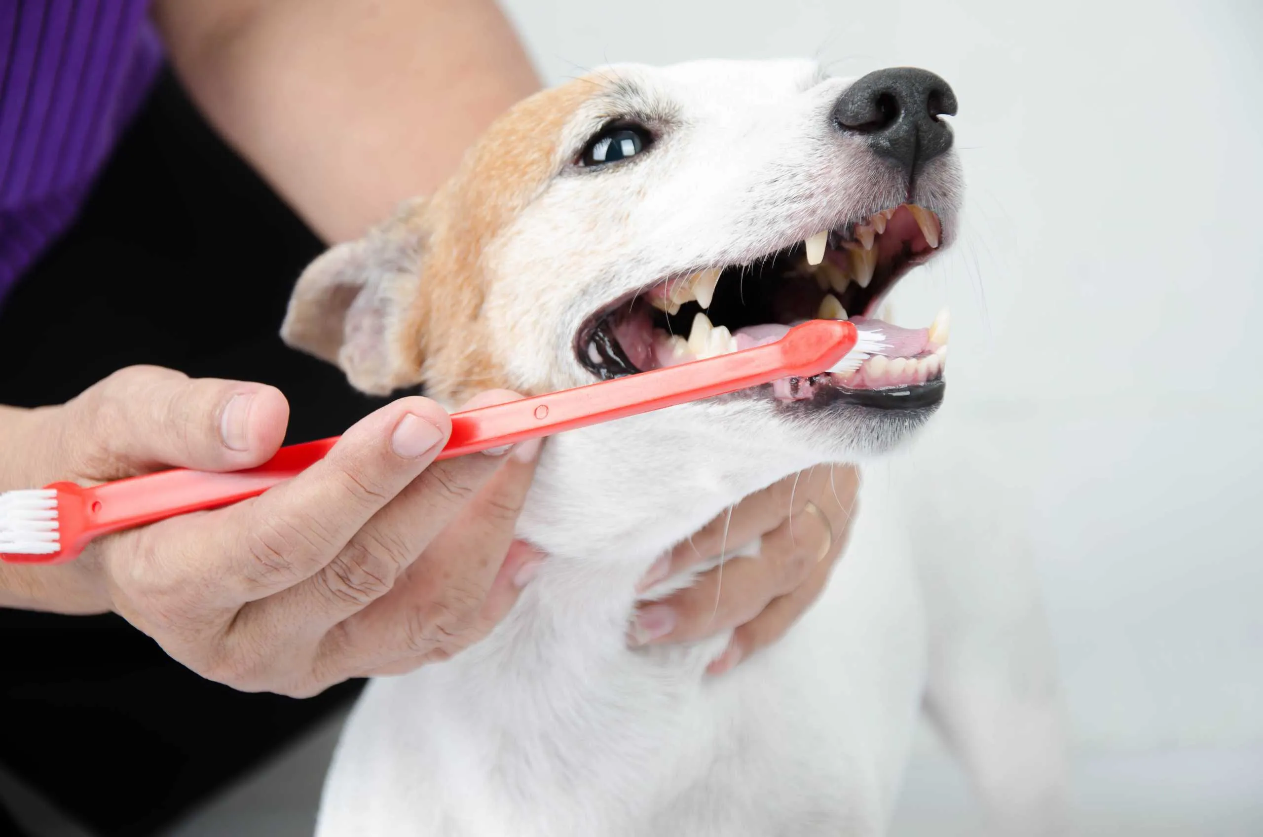 Do You Need to Clean Your Dog’s Teeth?