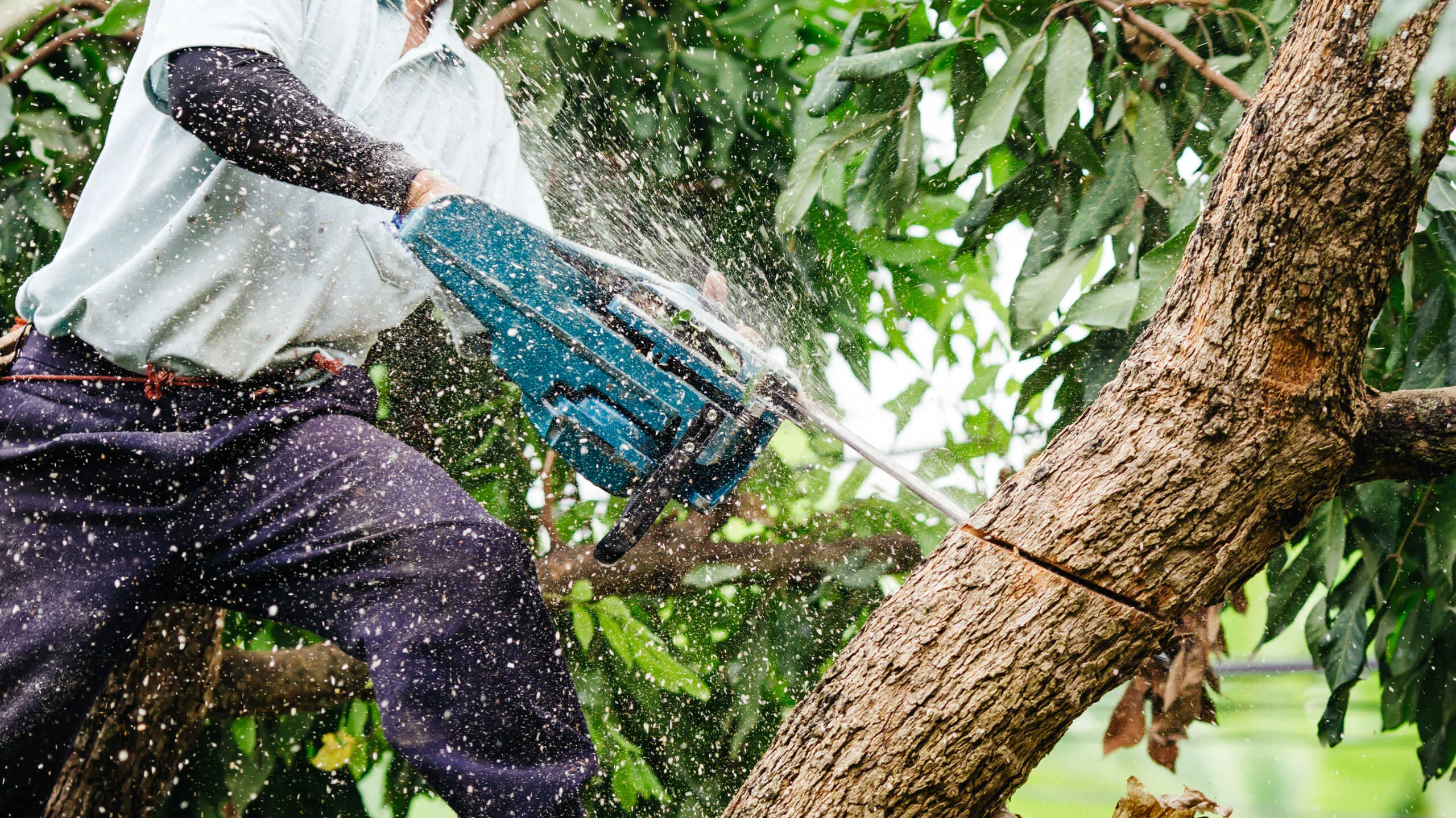 How to Get a Deal on Tree Trimming