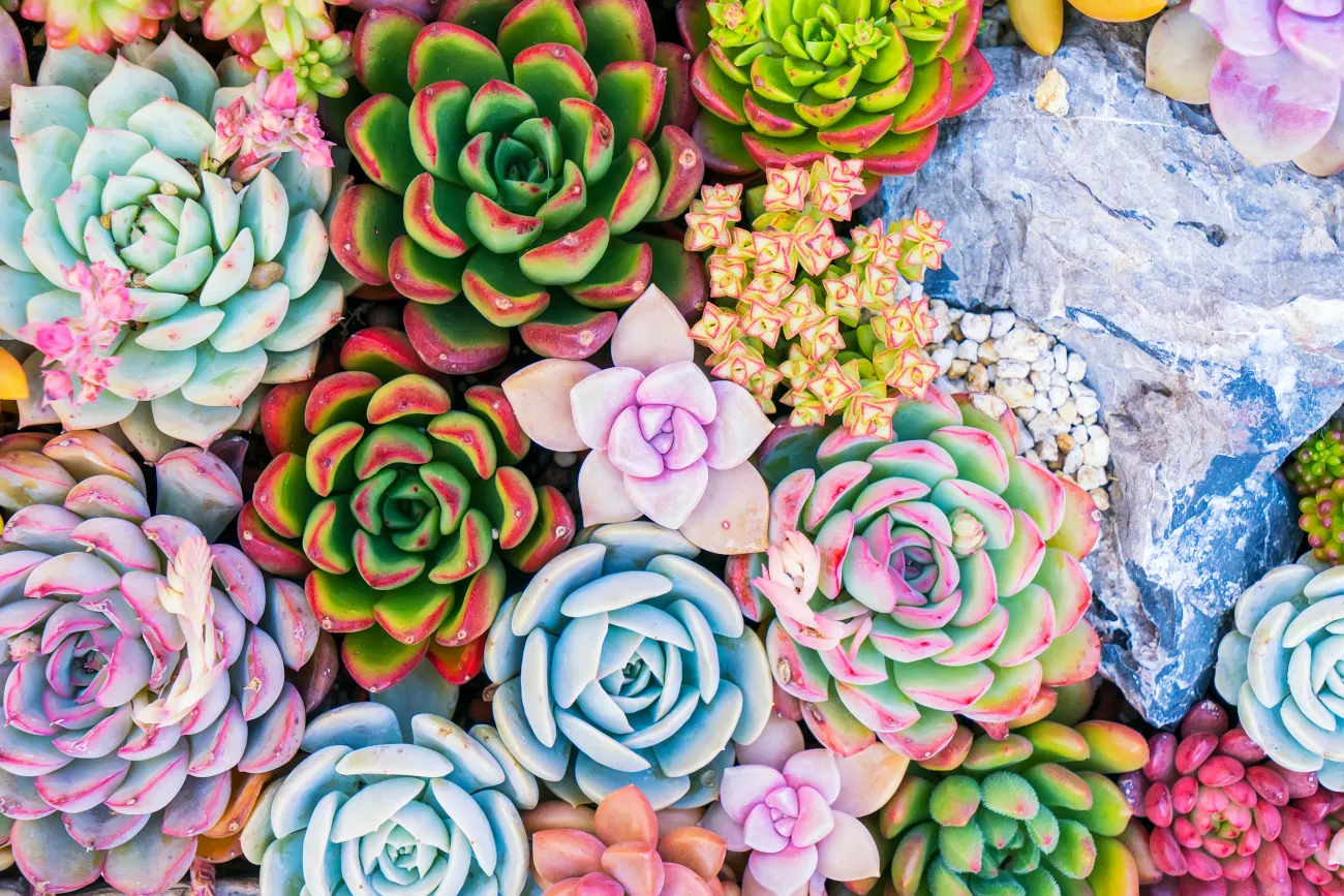 A Beginner’s Guide to Succulents