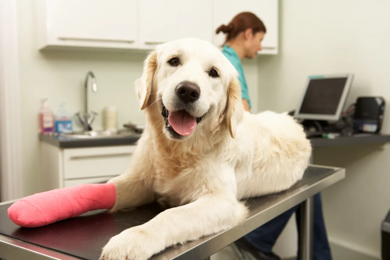 Pet Insurance: What You Need to Know