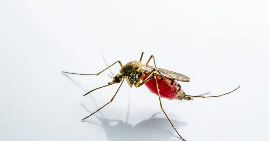 What Is West Nile Virus?