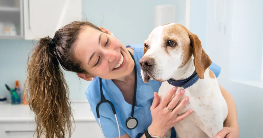 Discover the Veterinarian Assistants Career Path – Opportunities Near You!