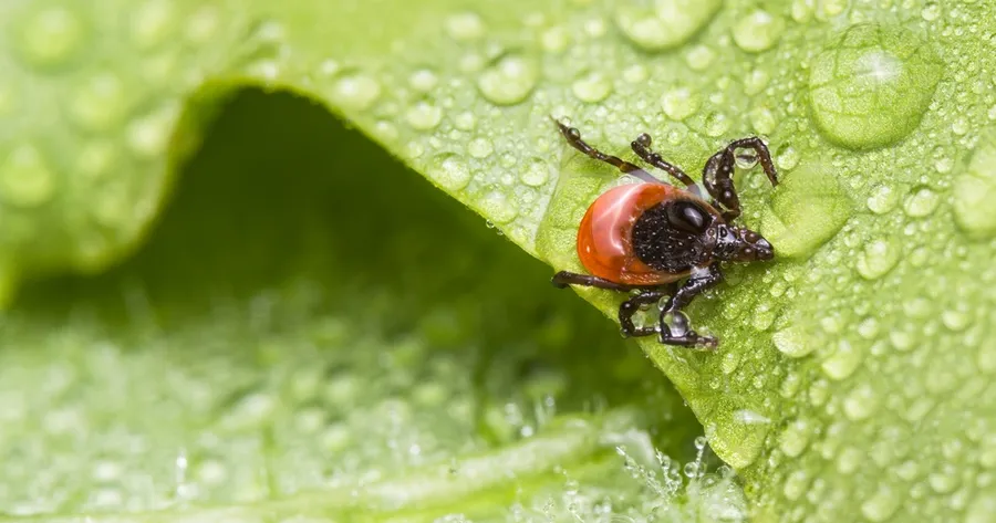 How to Tickproof Your Yard Without Spraying Pesticides