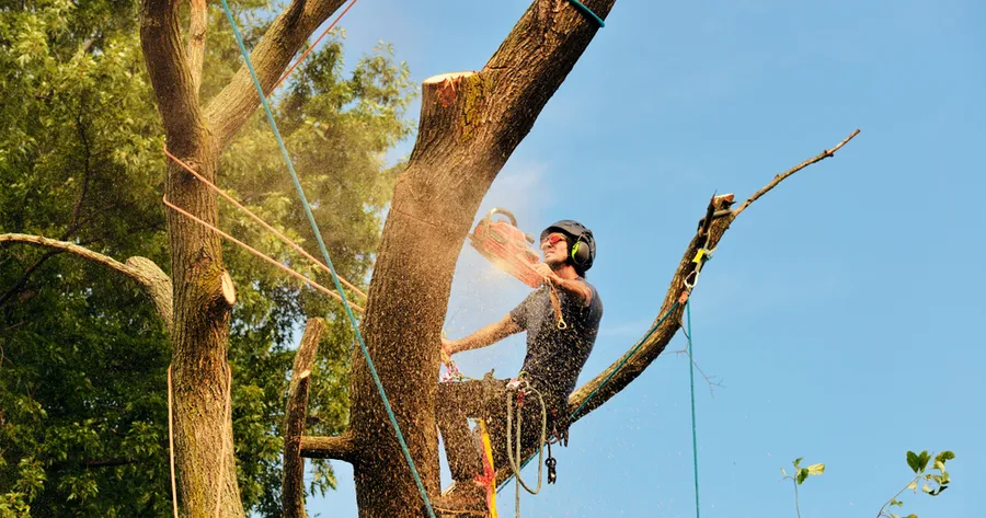 Affordable Tree Cutting: Save Money, Get Skilled Service