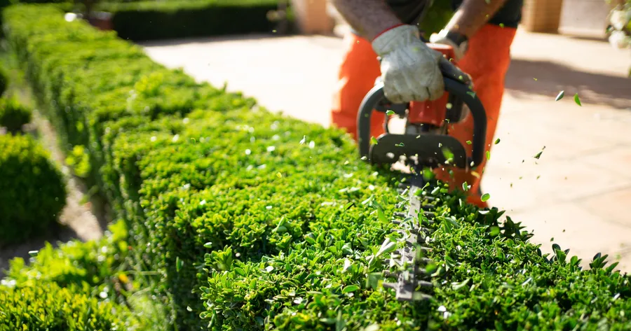 Hedge Trimming: Tips for a Tidy Garden