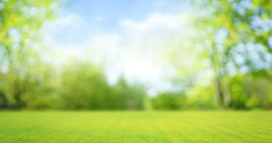 Year-Round Lawn Care: Essential Services to Keep Your Yard In Tip-Top Shape