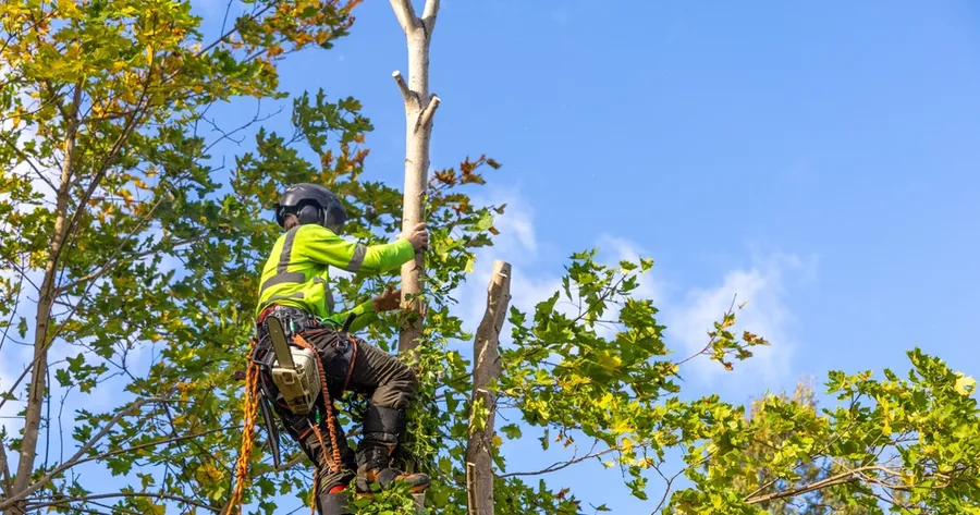 How Do Affordable Tree Removal Services Enhance Property Safety and Aesthetics?