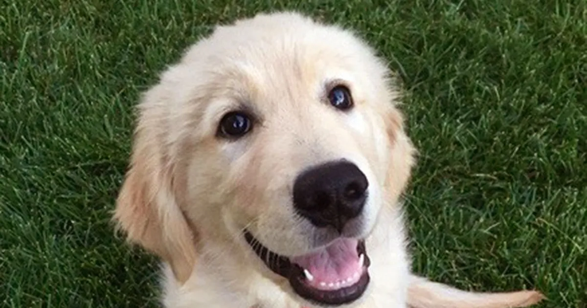 'Fuller House' Dog Cosmo Passes Away After Complications From Surgery