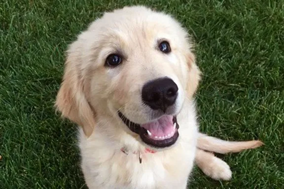 ‘Fuller House’ Dog Cosmo Passes Away After Complications From Surgery