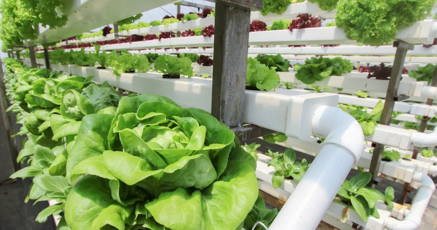 Diving into Aquaponics: A Beginner’s Guide to Sustainable Gardening and Fish Farming