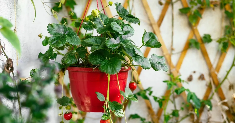 Maximizing Your Space: Creative Container Gardening Ideas for Every Home