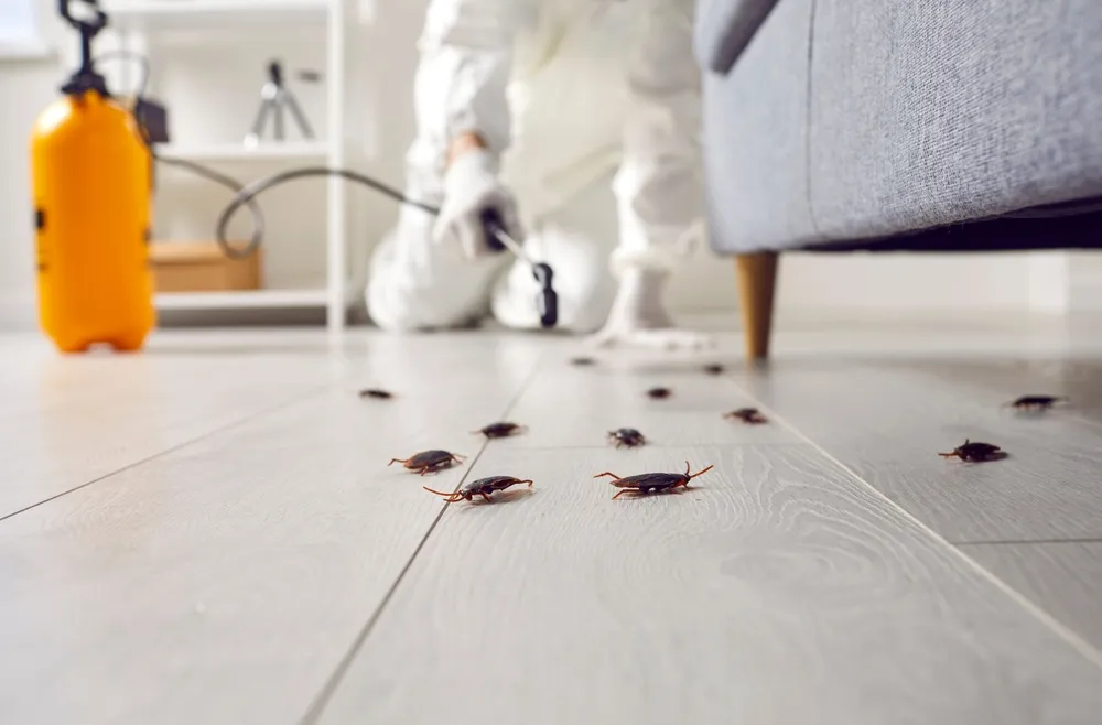 Signs of an Infestation, Plus When To Hire Professional Pest Control