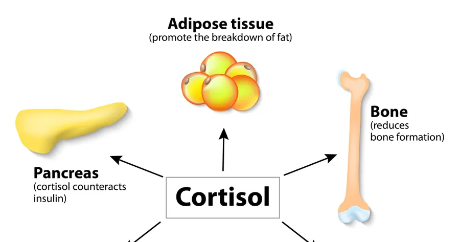 The Function of Glucose