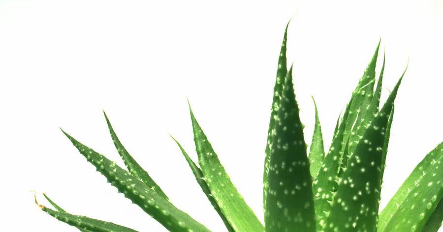 How Much to Cut for Aloe Vera Plant Leaves