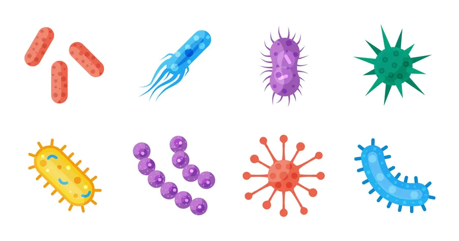 Types of Bacillus Bacteria