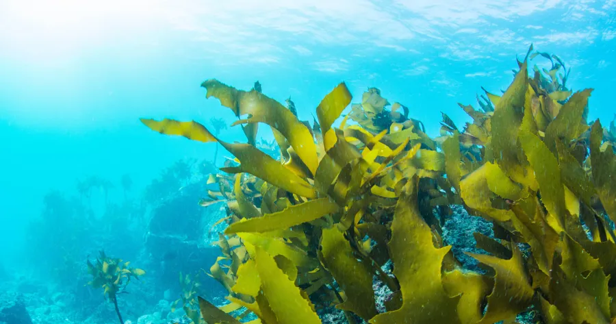 Ways to Eat Seaweed & Kelp