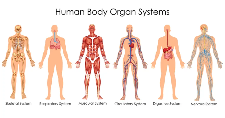 Human Body System Facts