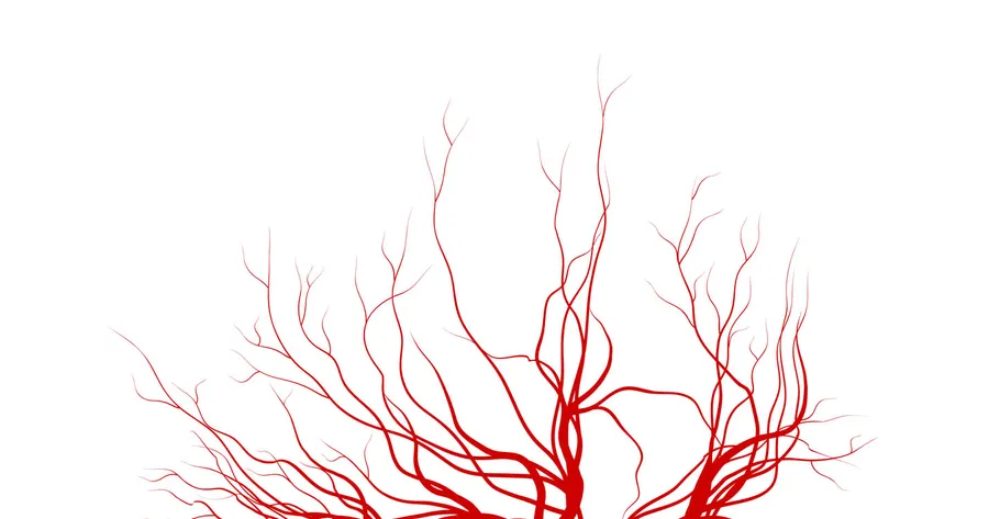 What Is a Saphenous Vein?