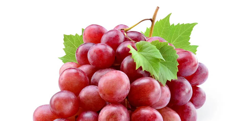 What are the Grape Seed Extract Cancer Benefits?