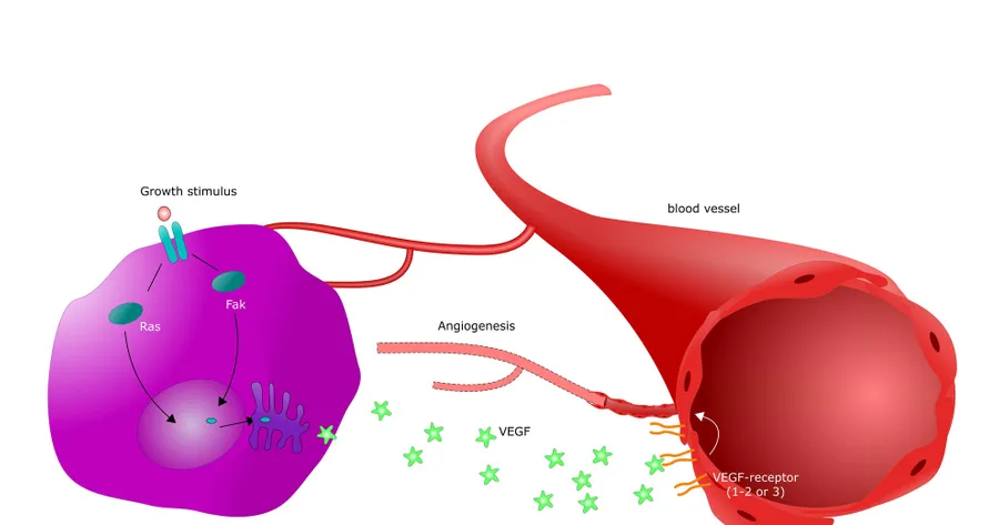 How to Stop Angiogenesis