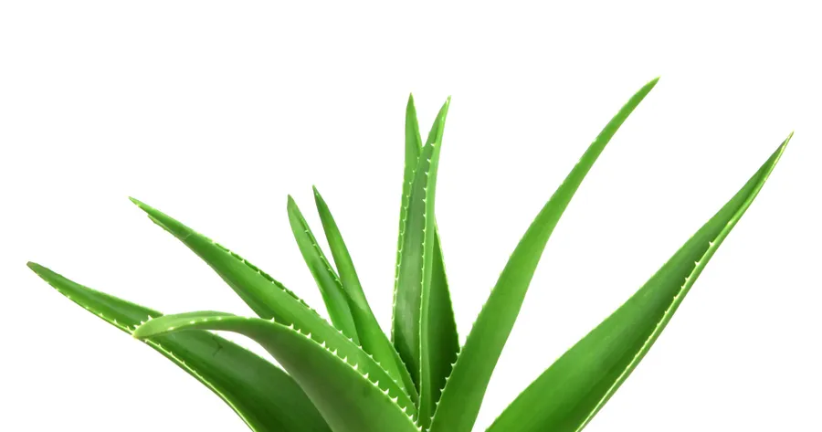 The Many Uses of Aloe Vera