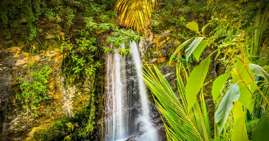 Medicinal Plants of the Rain Forest