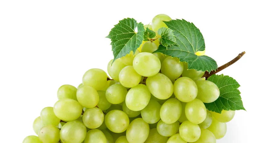 Grape Seed Extract Facts