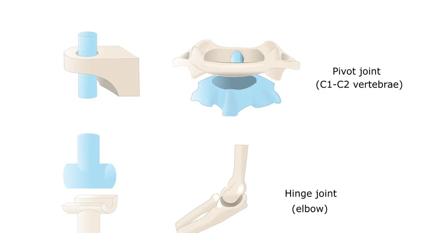 Types of Synovial Joints