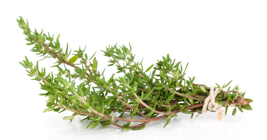 How to Use Thyme as an Anti-Parasite Cleanse